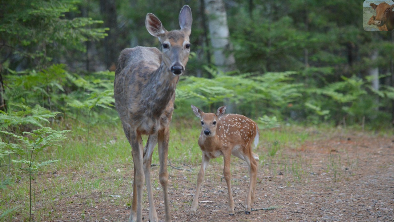 Picketwire Adobo / Molly's Lips
