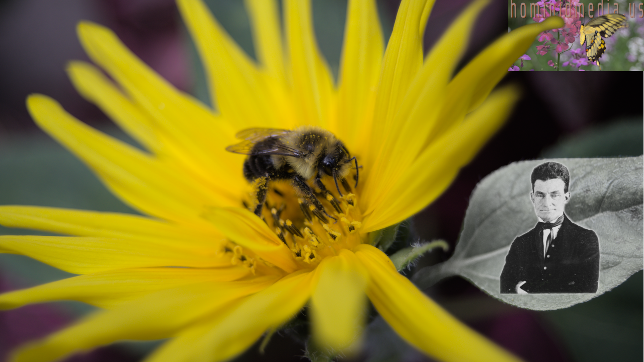 a bee, a sunflower and young John Brown