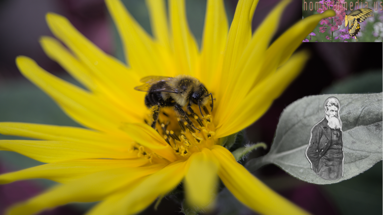 a bee, a sunflower and old John Brown