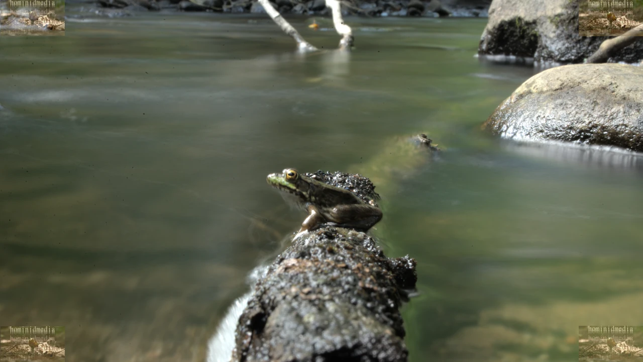 green frog sits on a branch over the flowing water