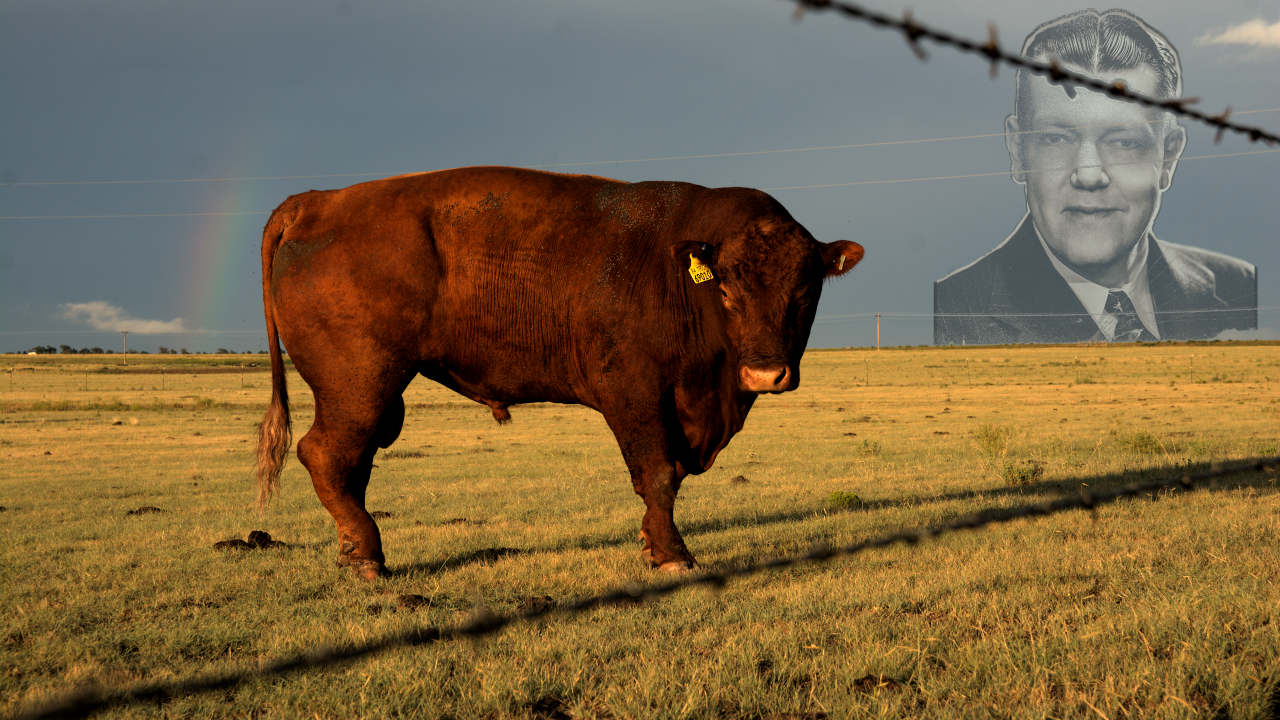 rainbow and cows