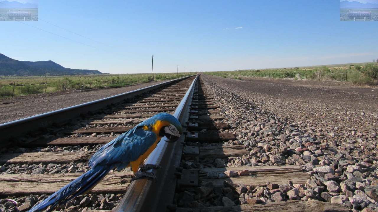 Blue and Yellow McCaw inspecting tracks outside Ludlow, CO.