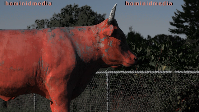 Westfield heifer