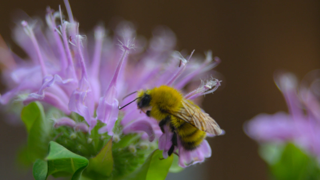 bergamot bee balm