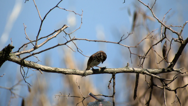 Green Lake Bird