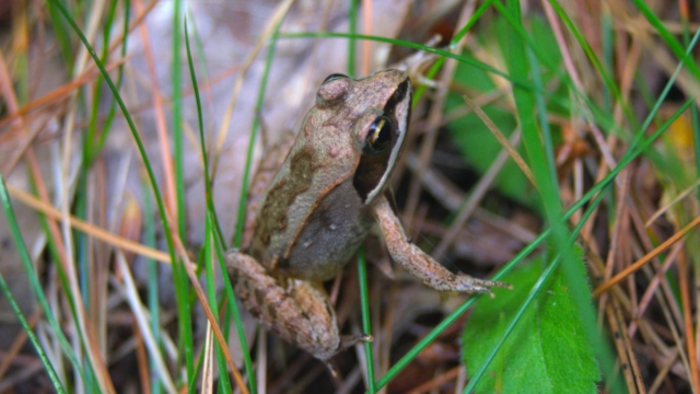 wood frog