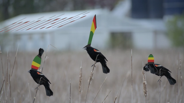 three birds