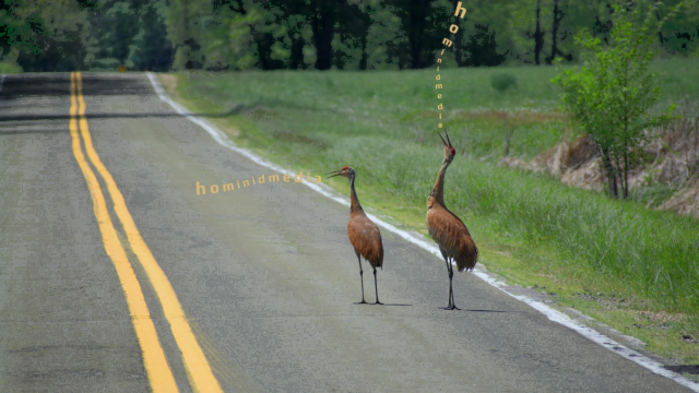 cranes
