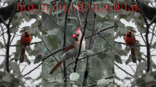 cardinals