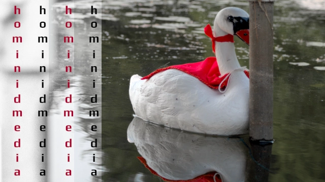 swan