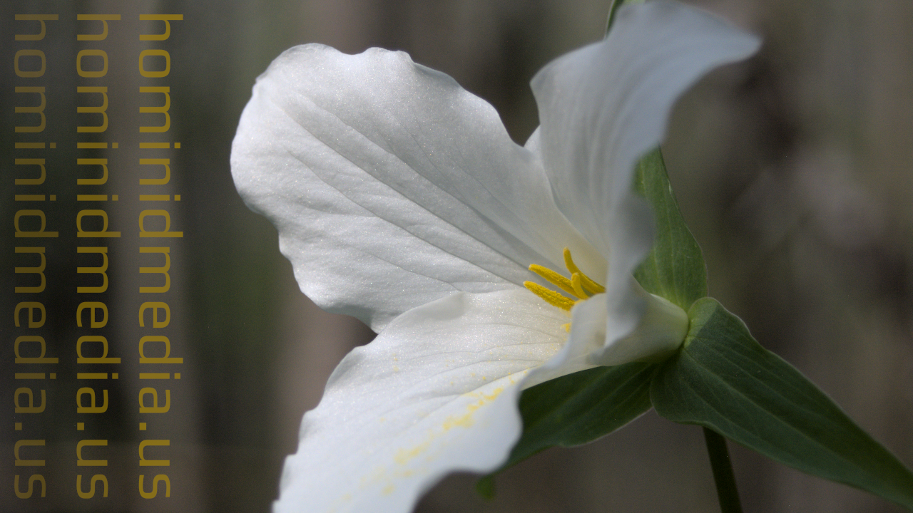 trillium flower near Aniwa Creek (WI)