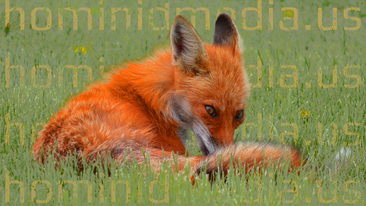 red fox on the lawn of Cave of the Mounds (WI)