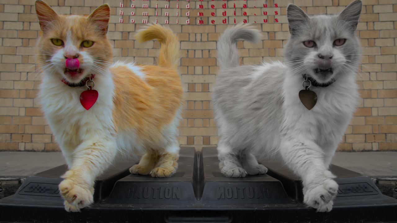 orange and white cat on top of a dumpster in Ft. Smith (AR)