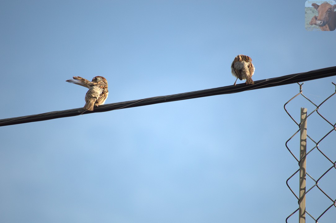 birds2