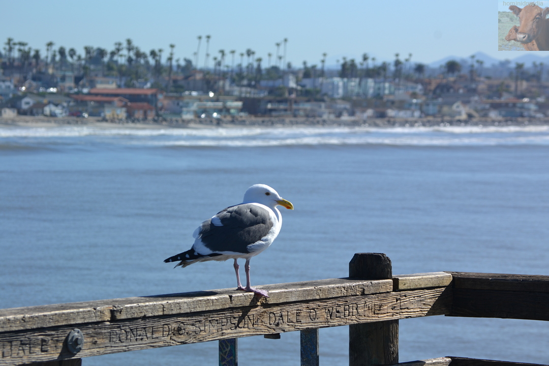 birds5