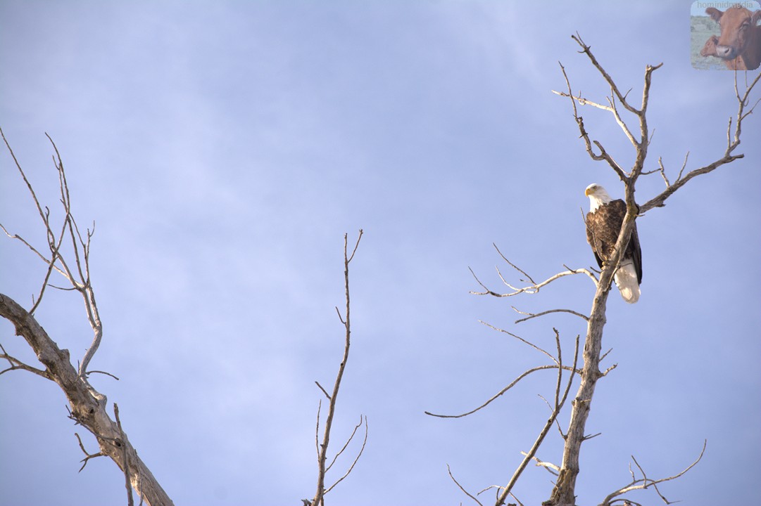 birds8