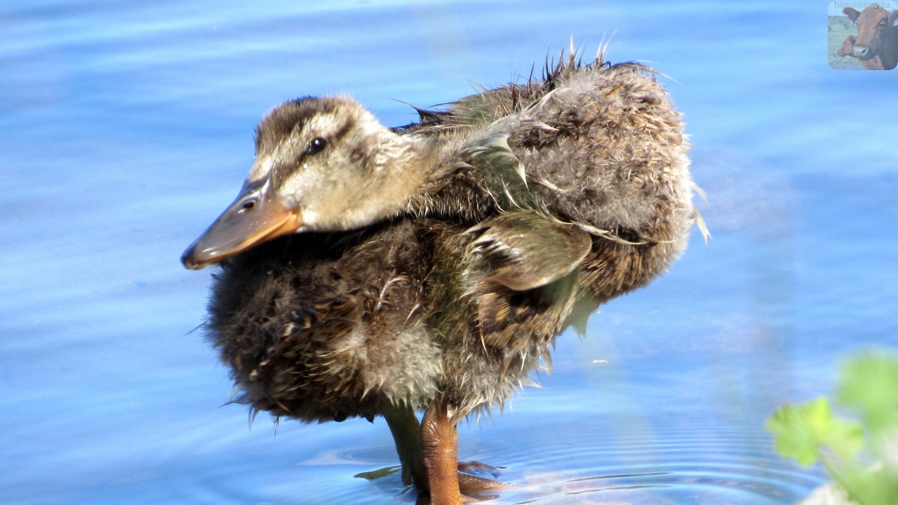 ducky