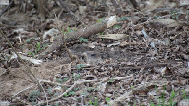 woodchuck